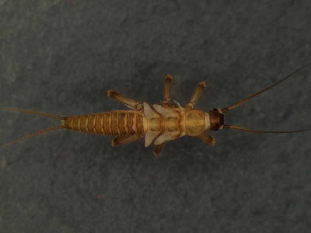 Taeniopteryx nebulosa